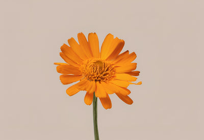 Calendula Herbal Oil